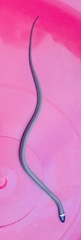 Tantilla