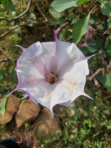 Image of Datura metel by (c) Ramesh Shenai Jr., some rights reserved (CC BY)