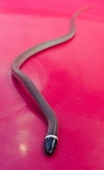 Tantilla