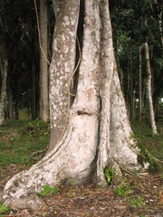 Brosimum alicastrum