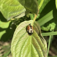 Calligrapha spiraeae