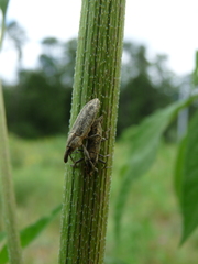 Lixus scrobicollis