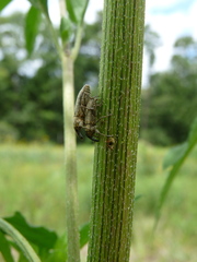 Lixus scrobicollis