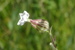 Behenantha