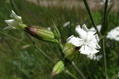 Behenantha