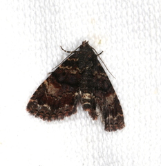 Metalectra richardsi