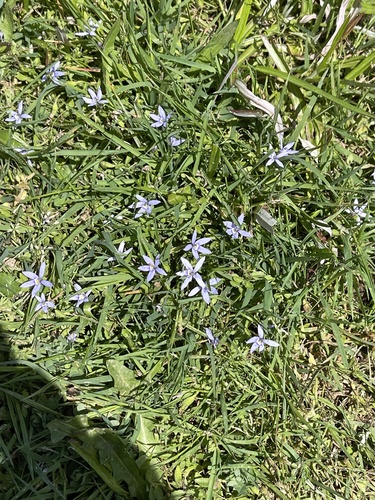 Image of Isotoma fluviatilis by (c) Dylan Wishart, some rights reserved (CC BY)