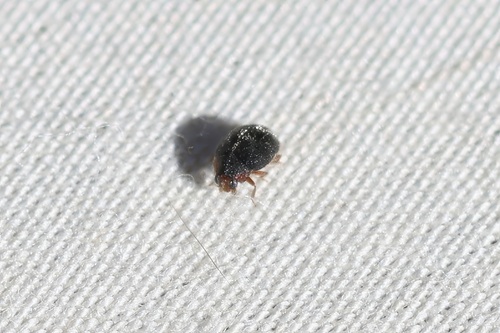 iNaturalist observation photo of Scymnus
