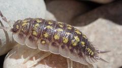 Porcellio haasi