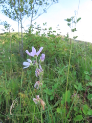 Sidalcea campestris