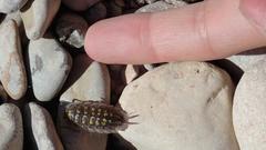 Porcellio haasi