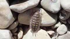 Porcellio haasi