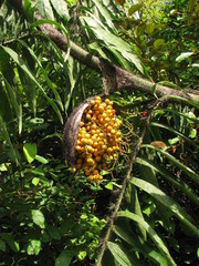 Desmoncus orthacanthos