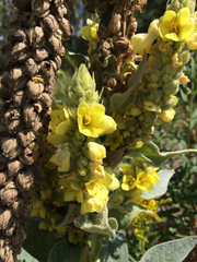 Verbascum thapsus