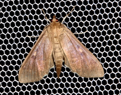 Herpetogramma sphingealis