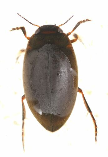 Hydroporus fortis