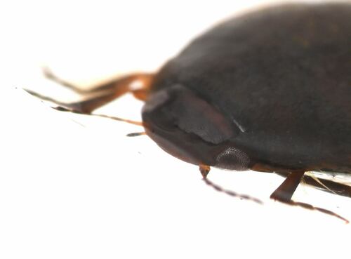 Hydroporus fortis photo 3