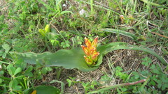 Lachenalia reflexa