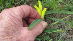 Lachenalia reflexa
