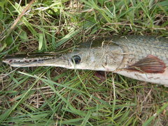 Atractosteus spatula