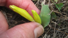 Lachenalia reflexa