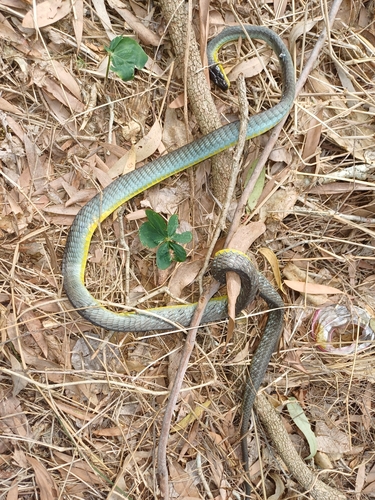 Common Tree Snake sighting