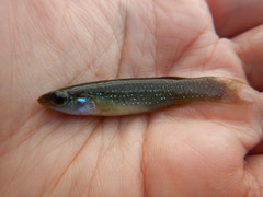 Fundulus chrysotus