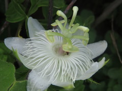 Passiflora