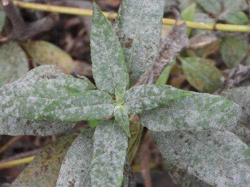 Golovinomyces latisporus (U.Braun) P.L.Qiu & S.Y.Liu
