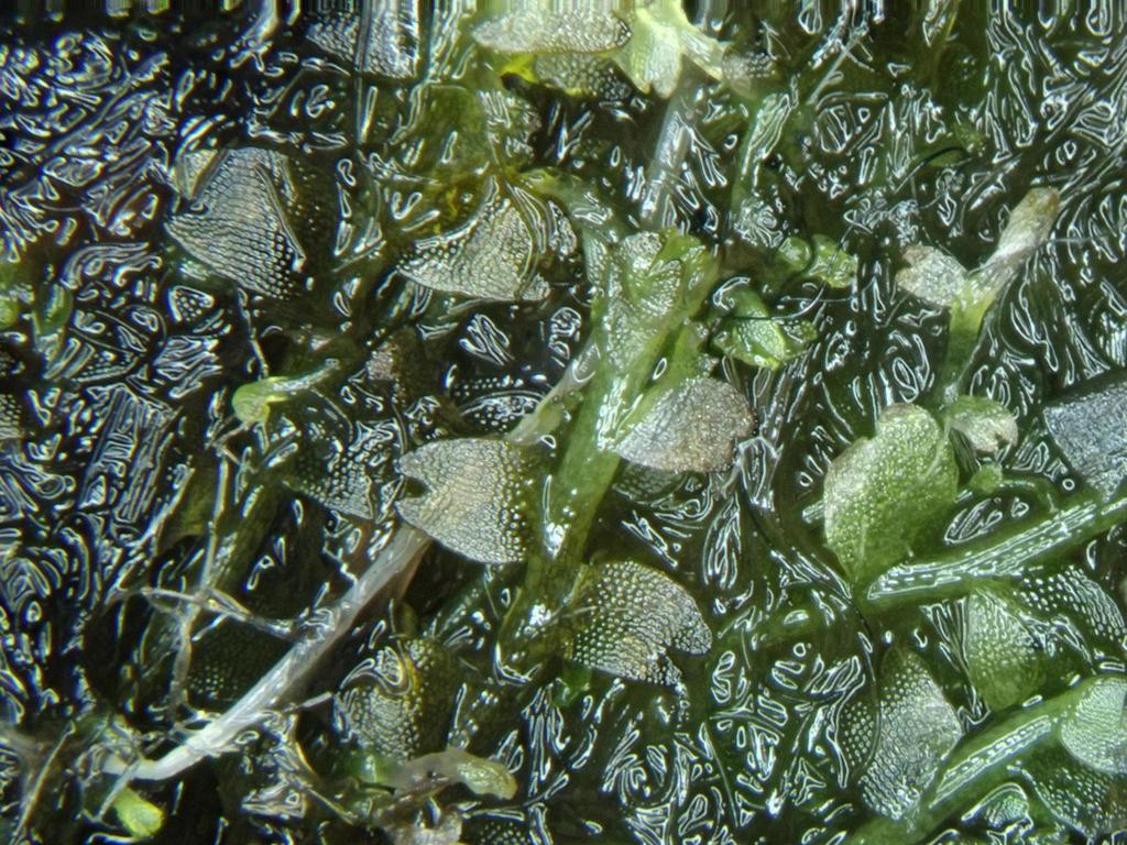 Cladopodiella Moss from Curragh More, Co. Kerry, Ireland on July 7 ...