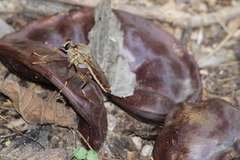 Dicranus