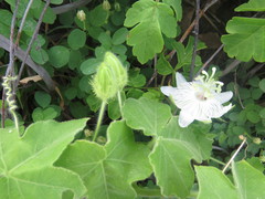 Passiflora