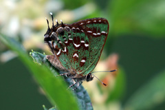 Callophrys hesseli