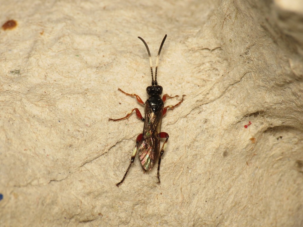 Cratichneumon flavifrons