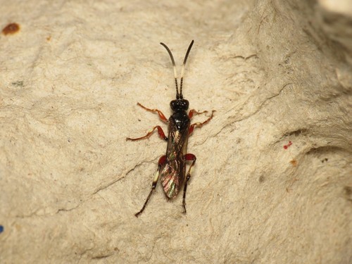 Ichneumon noir à pattes fauves & devant de la tête jaune