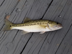 Micropterus henshalli