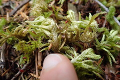 Homalothecium megaptilum