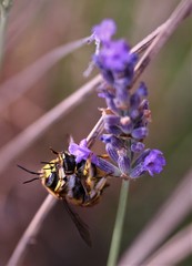 Anthidium