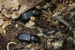 Odontotaenius