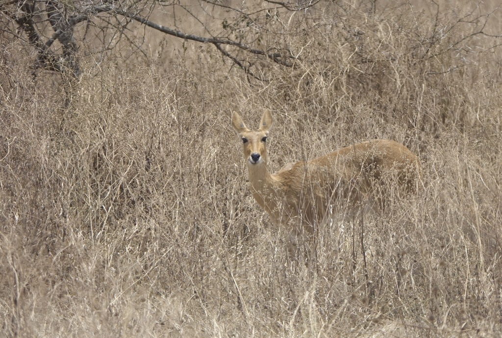 Redunca redunca wardi, Serengeti National Park, Serengeti, Mara, Tanzania, by kenny_well