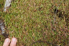 Scleropodium obtusifolium