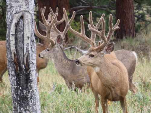 Odocoileus hemionus