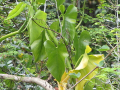 Philodendron jacquinii