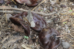 Dicranus