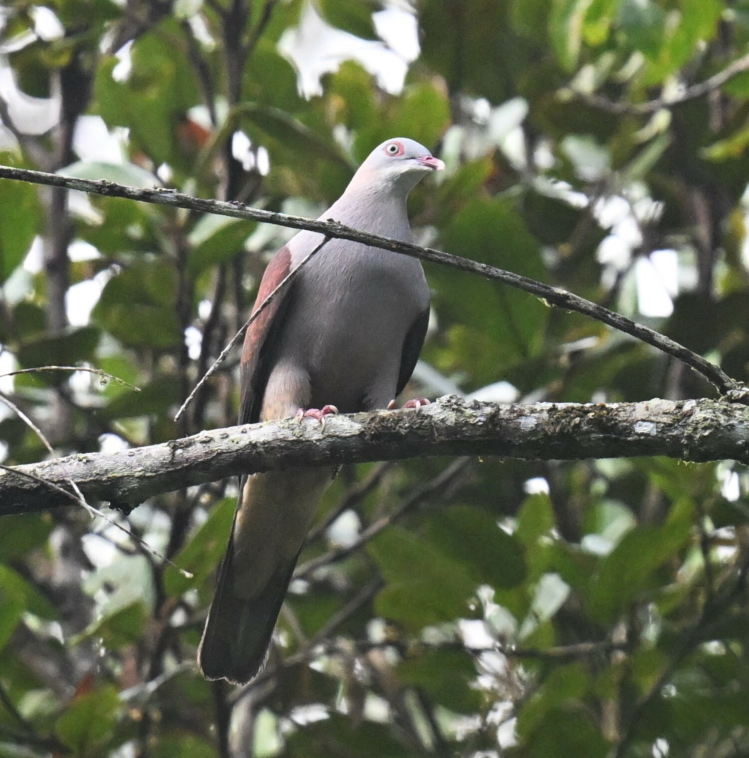 Mountain Imperial Pigeon