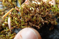 Schistidium papillosum