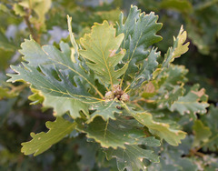 Quercus macranthera