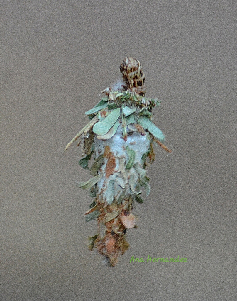 Oiketicus bergii