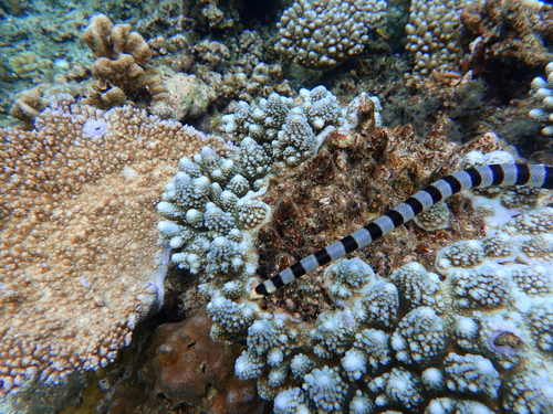 Photo of a Yellow-lipped Sea Snake (Laticauda frontalis)