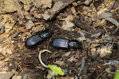 Odontotaenius